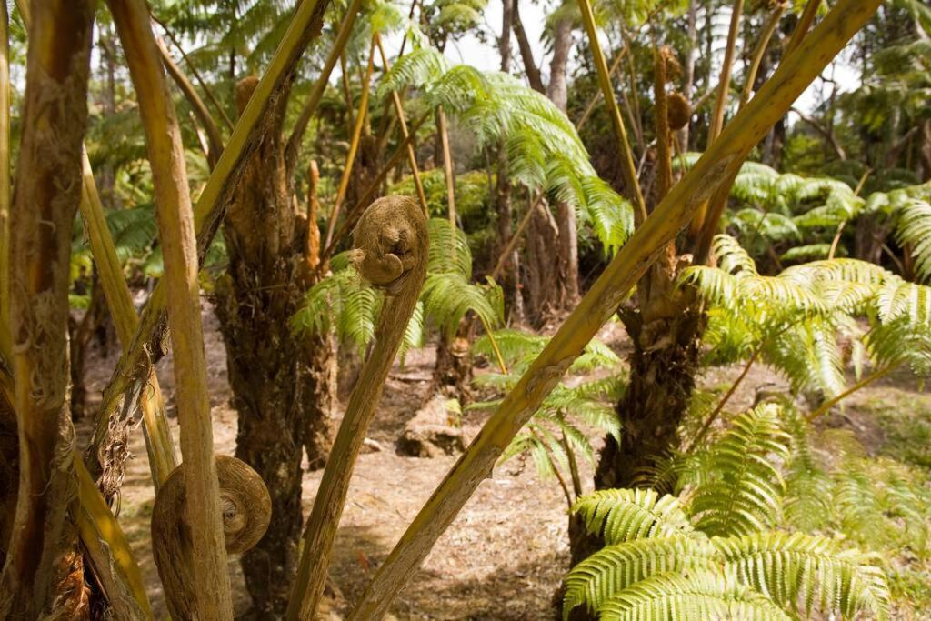 Hau'Oli Place Tiki Cottage In Volcano Εξωτερικό φωτογραφία
