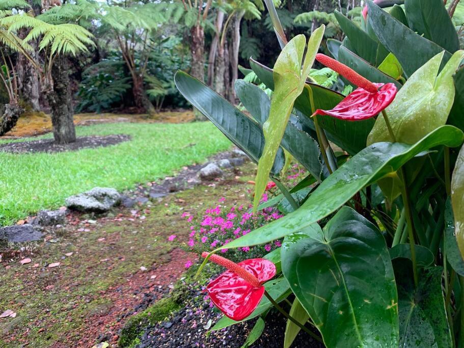 Hau'Oli Place Tiki Cottage In Volcano Εξωτερικό φωτογραφία